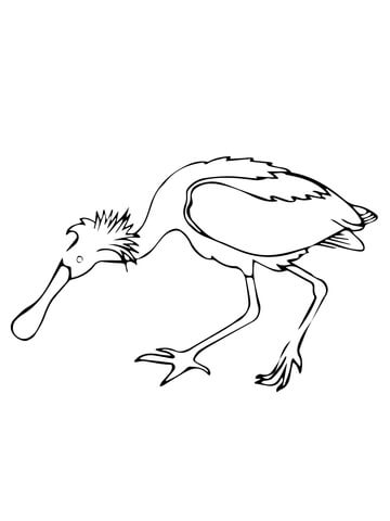 Spoonbill Bird Coloring Page